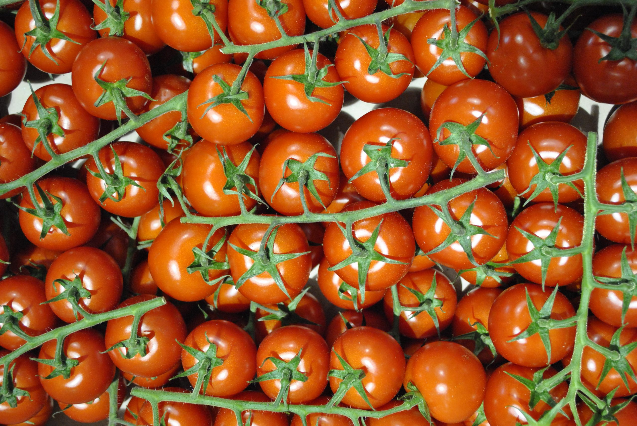 Tomates Rougeline - TomdAqui