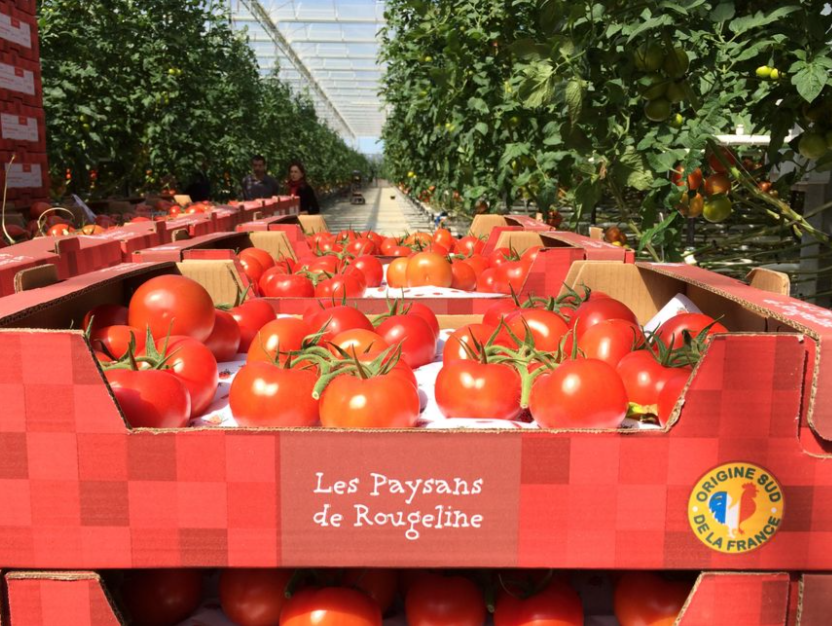les paysans de Rougeline - tom d'Aqui producteurs de Tomates à Parentis en Born