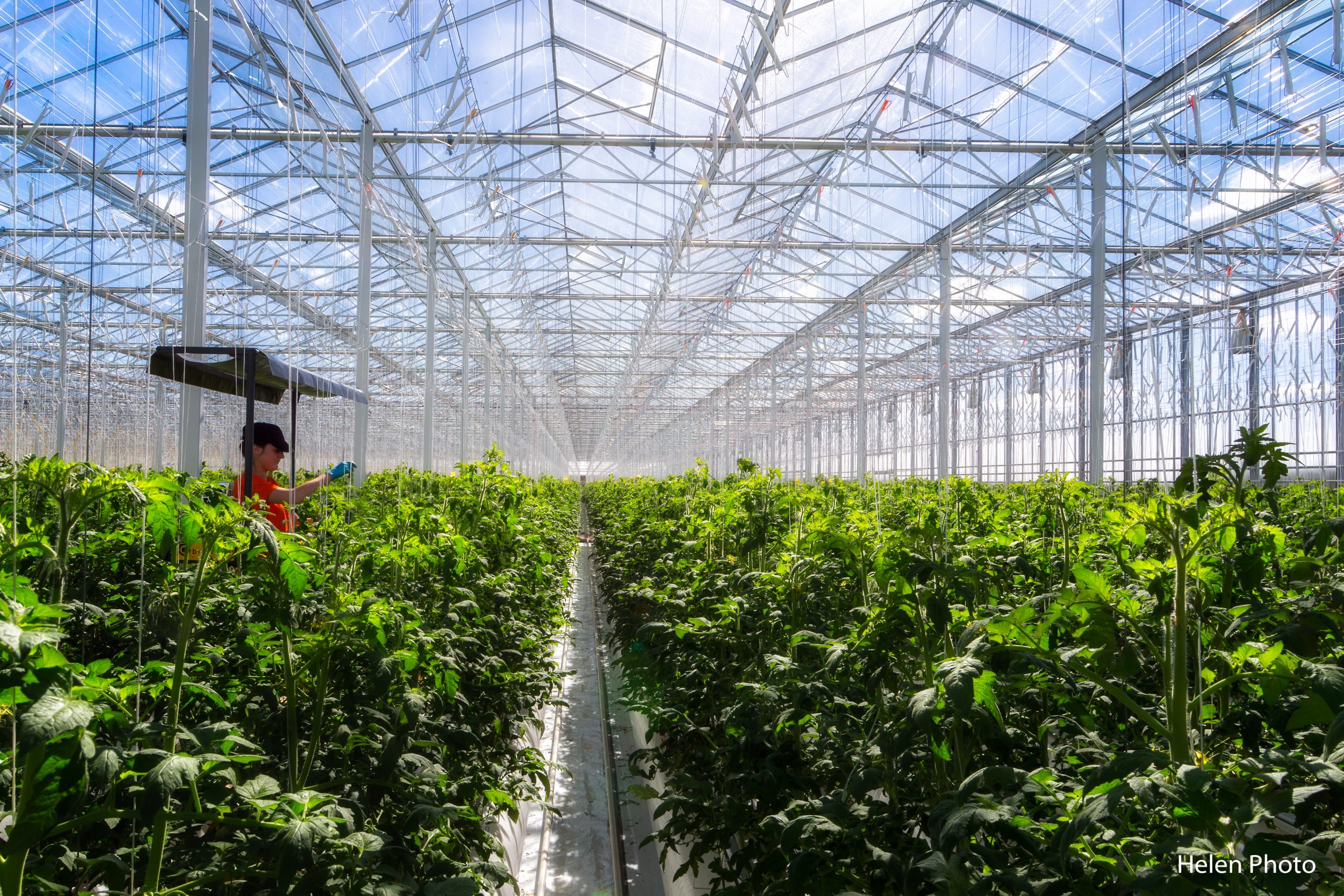Tom d'Aqui - vue intérieur serre Producteur de TOMATES À PARENTIS EN BORN