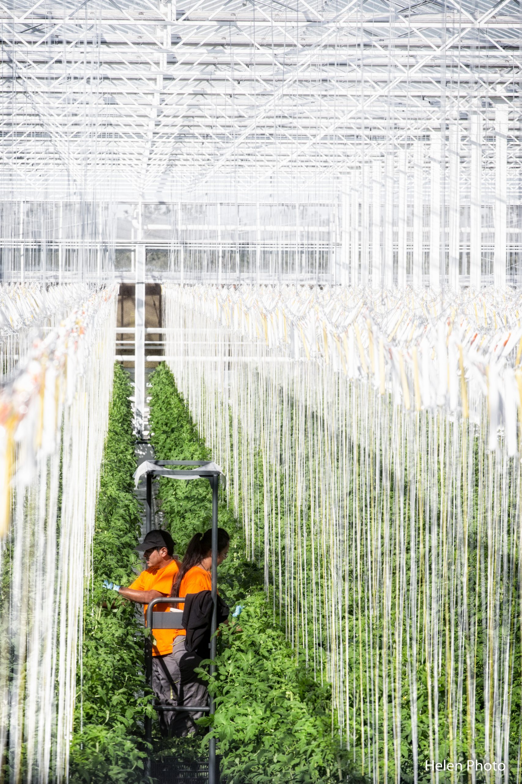 Tom d'Aqui - ecoserres producteur de tomates- Rougeline