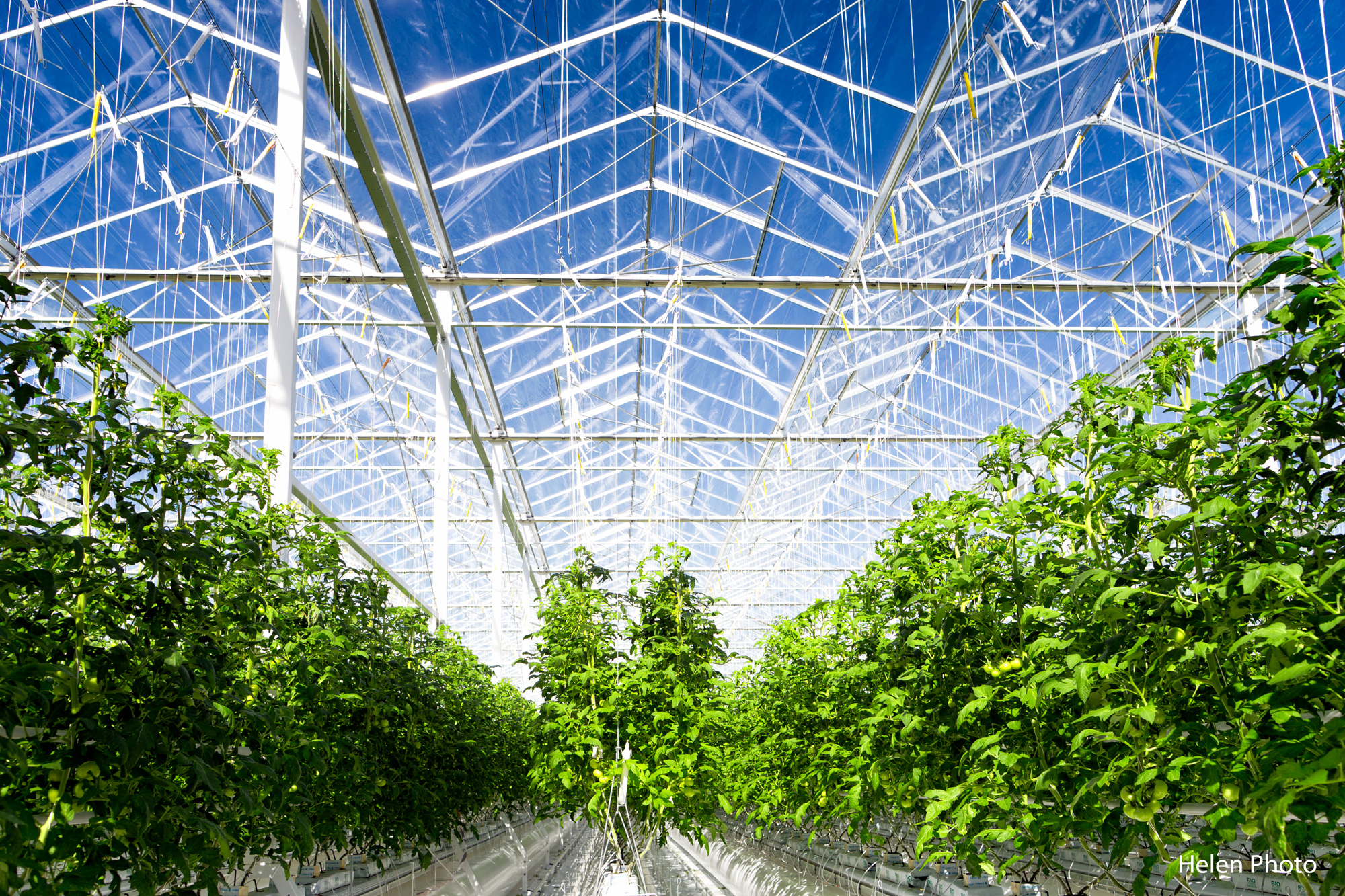 Tom d'Aqui producteur de Tomates à Parentis en Born