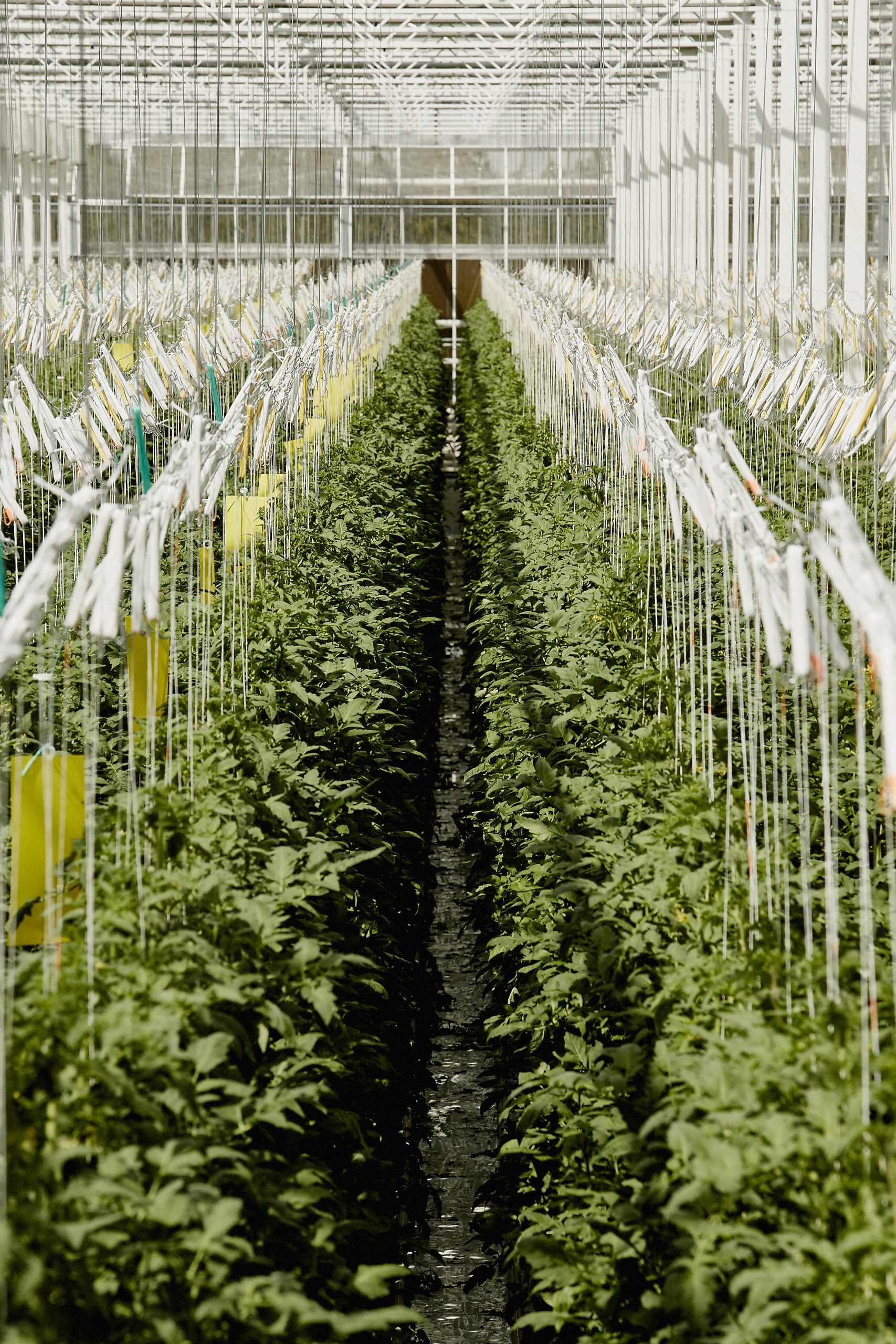 TomdAqui ecoserre tomate vue culture