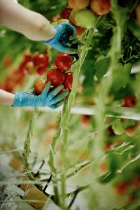 TomdAqui-recolte-tomate