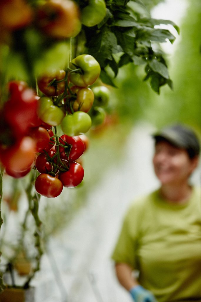 TomdAqui tomate recrutement travailleurs