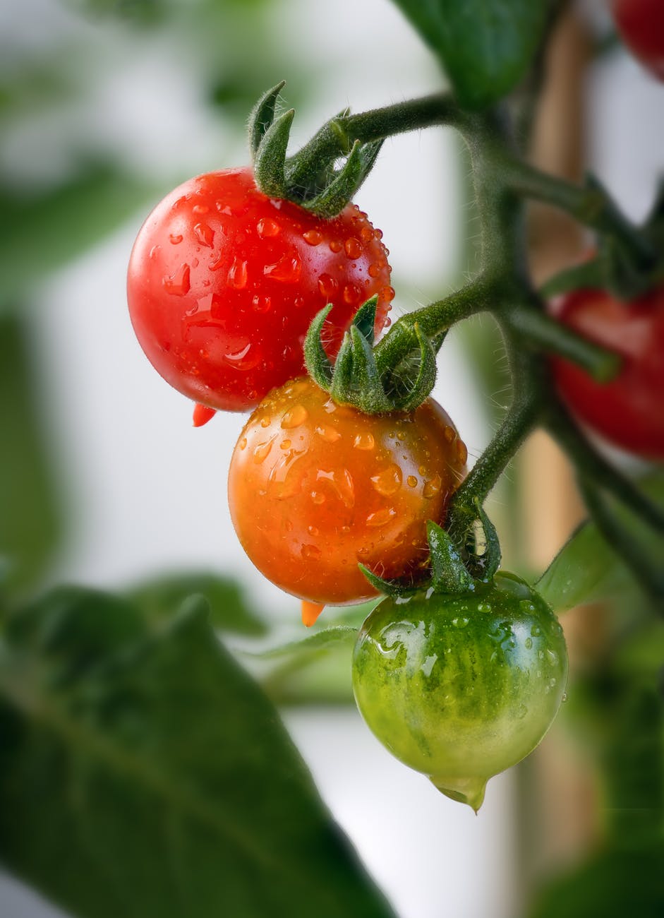 TomdAqui tomates des Landes
