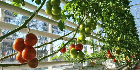 Tom d'Aqui - Tom d'Aqui - vue intérieur serre Producteur de TOMATES À PARENTIS EN BORN