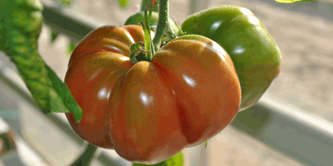 Tomate Rougeline Tom d'Aqui